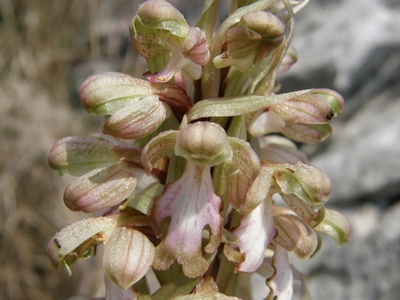 Barlia robertiana in Valdelsa